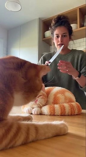 Is It a Cat or a Cake? 🎂🐾Shocking Ending! #catcake #cat #cakeanimation #funny #animalcake #funnycats