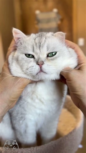 Chubby cat and his dancing ears #trending #top #dancingcat #chinchillacat