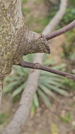 Stub Pruning Results: Does it actually work? ✂️ Why I leave a STUB when pruning 🌳