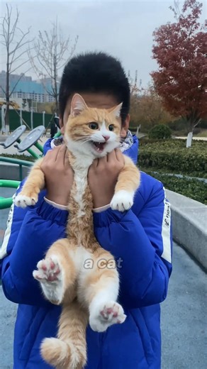 This Cat Moves In Stealth Mode