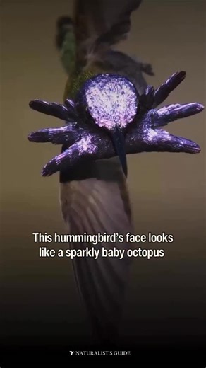 💜 As part of their mating ritual, the male Costa’s hummingbird will flex his purple mantle feathers as he flies around and whistles at the female. It makes this hummingbird look as if it has a sparkly baby octopus for a face. #birders #birdsofinstagram | Naturalist's Guide