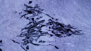 CNN went inside a lab with Omicron samples, here's what we saw