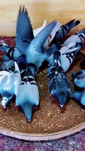 What Happens Inside a Giant Pigeon Loft?