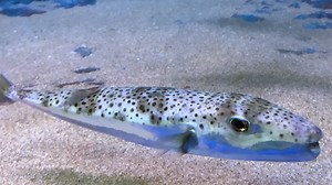 Extrem giftiger Kugelfisch breitet sich im Mittelmeer aus