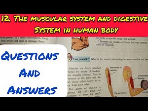 7 Std-12. THE MUSCULAR SYSTEM AND DIGESTIVE SYSTEM IN HUMAN BEING ANSWERS-CLASS 7 SCIENCE CHAPTER 12