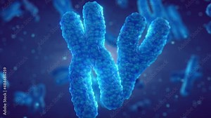 DNA molecules are organized in structures called chromosomes. Genetic DNA testing and analysis animation concept. Zoom into chromosome structure
