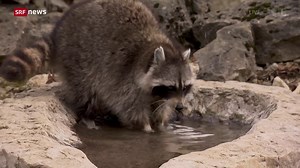 Putzig, aber problematisch: Waschbärplage in der Schweiz