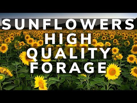 Sunflowers and high quality forage for livestock.