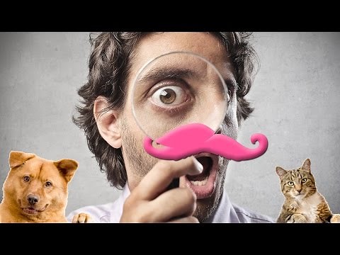 EXTERMINATE ALL ANIMALS?! | Animal Inspector