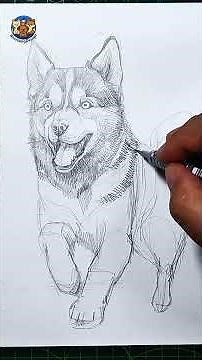 How to Draw a Realistic Siberian Husky 🐺 | Step-by-Step Pencil Dog Portrait for Beginners