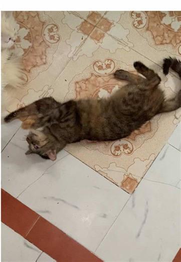 Cuddle Up with Cats: The Ultimate Heating Sign