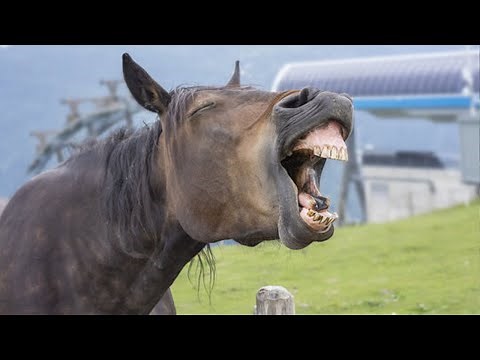 These Funny Animals Videos That Will Make You Laughing So Hard