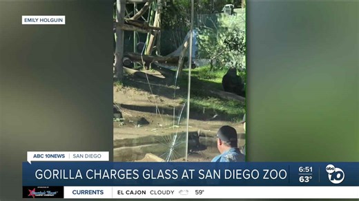 Gorilla slams into glass at San Diego Zoo