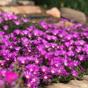 Blut Ice Plant, Delosperma ashtonii Blut | High Country Gardens