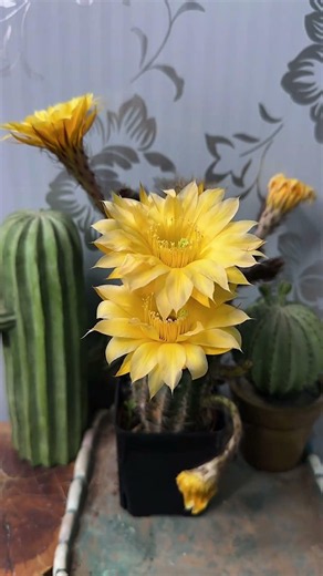 Beautiful Cactus Flower Blooming - Oddly Satisfying! 🌸🌵