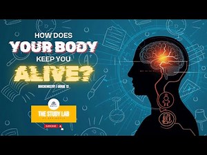 Homeostasis Explained: How Your Body Stays Alive | Grade 12 Biology
