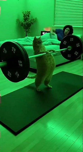 The chubby orange cat is going to practice weightlifting tonight. #funny #cat