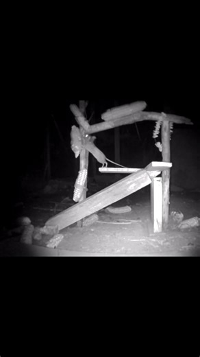 Wild Mouse on Stage #mouse #mice #wildlife #animals