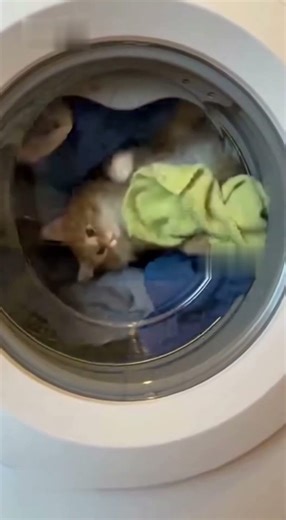 Cat spins 😵‍💫😹#shorts #youtubeshorts #tiktok #cat #sad #funny #viral #cute