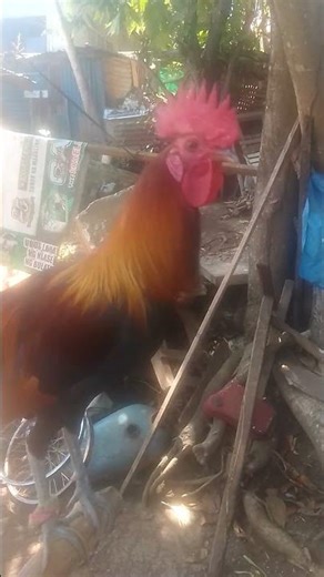 PETER RABBIT 2: THE RUNAWAY - Official Teaser Trailer (HD)