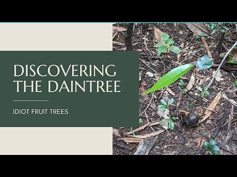 Discovering The Daintree: Idiot Fruit Tree