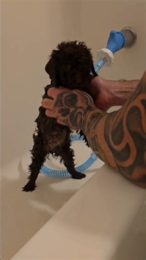 Tessie's 1st Bath. Goldendoodle. 11/16/25