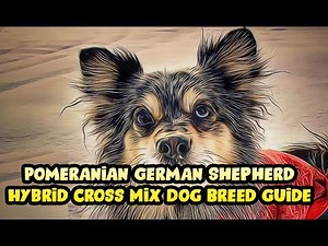 Pomeranian German Shepherd Hybrid Cross Mix Dog Breed Guide