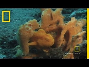 Camo Fish | National Geographic