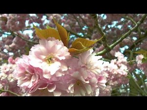 ランカスターの桜 - Cherry Blossoms in Lancaster UK (720p HD) - 2011年04月21日。