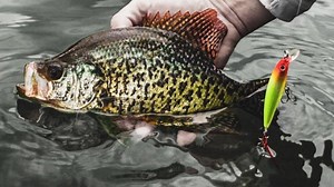 190K views · 211 shares | This is a deadly way to catch crappies!  https://wired2.fish/RapalaX-Rap04 | Wired2Fish | Facebook