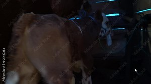 simental and charolais calves fed with mother's milk.