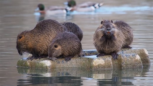 Nutria Videos: Download 15+ Free 4K & HD Stock Footage Clips - Pixabay