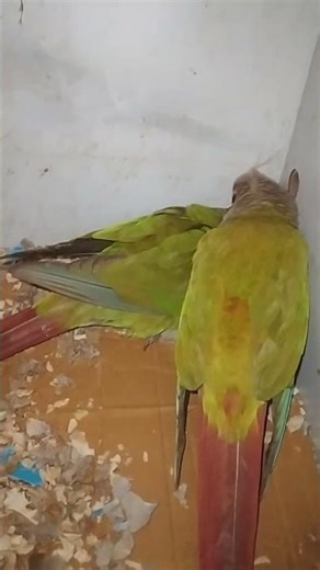 Female Conure Laying Eggs #birds #parrot #pets