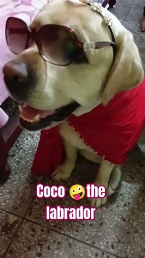 yah 3 kam kabhi mat karna 🤪🤪😜 #funny #coco #funnylabrador #trending #pets #coco ki Duniya 1501