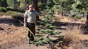 4 comments | Here are few tips for cutting your own Christmas Tree…...