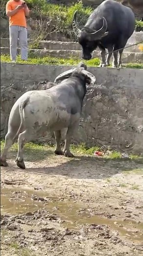 Epic Cow Fight Showdown | Two Bulls Clash Hard! #shorts