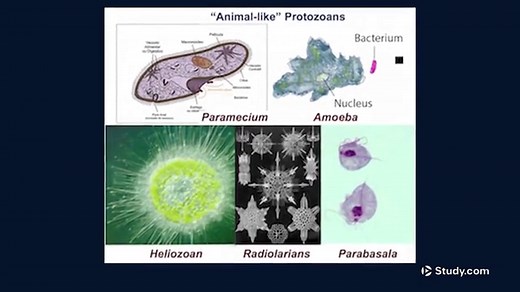Protists | Types, Characteristics & Examples