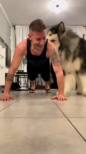 Wolf Alaskan Malamute Mix: My Dolce Moment with this Wolfdog