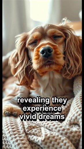 😱 Do Cocker Spaniels Dream Like Humans? The Sleep Mystery Revealed! 💤