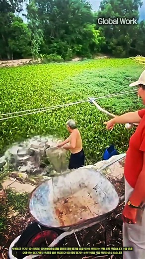 부평초 수로에서 뜰채로 대형 메기를 안전하게 포획하는 방법 #worker #process #fish #farming #method