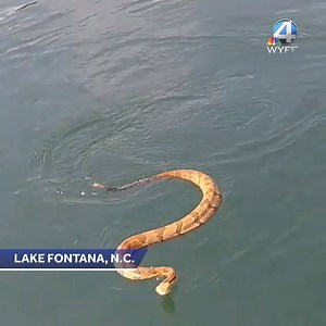 65K views · 393 reactions | Rattlesnakes CAN swim and it's as terrifying as it sounds... Just watch this video of the snake trying to slither onto a boat full of kids on Lake Fontana in North Carolina   | KCCI | Facebook