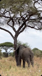 1.1K views · 9.2K reactions | We watched him approach the acacia tree...