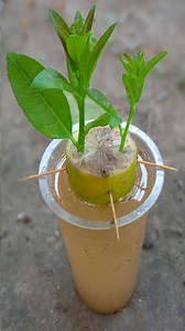 How To Grow Lemon Tree From lemon seeds with water#gardening #fruittrees #flowercraftideas #gardenfurniture #gardenlove #lemontree #bananagarden #gardeninglife | Rana Craft