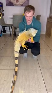 Why We call Them ❤️ PETS! | The Jjolly Llama