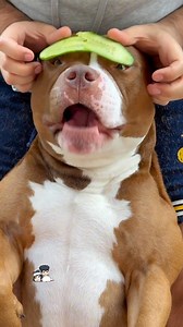 14K views · 413 reactions | He’s just a chill guy @chocodogger | BullyWeb TV | Facebook