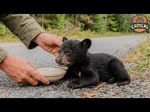 Baby Bear Found on the Road – Rescued!