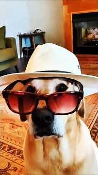 Labrador Retrievers: Unconditional Love & Incredible Facts 🐾