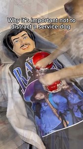 602K views · 18K reactions | Service dogs on the job shouldn’t be distracted 沈 #dogownerproblems #doglovers #dogowner #dogstagram #dogdaddy #funnydogvideos #relatable #dogmom #servicedogs #servicedoglife #funnydogs #dogfunny #servicedogsofinstagram | Jesse Theologus | Facebook