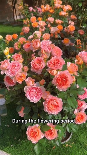 Make roses bloom longer | Ramos Mark