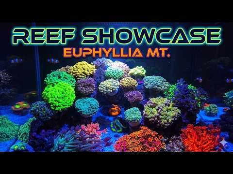 LPS Domination! Nano Reef - Water Box 15P
